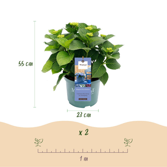 Hortensia Magical Revolution Blue. Schéma montrant un plant en pot, avec une hauteur de 55 cm et un diamètre de pot de 23 cm. Un lot de 2 pl