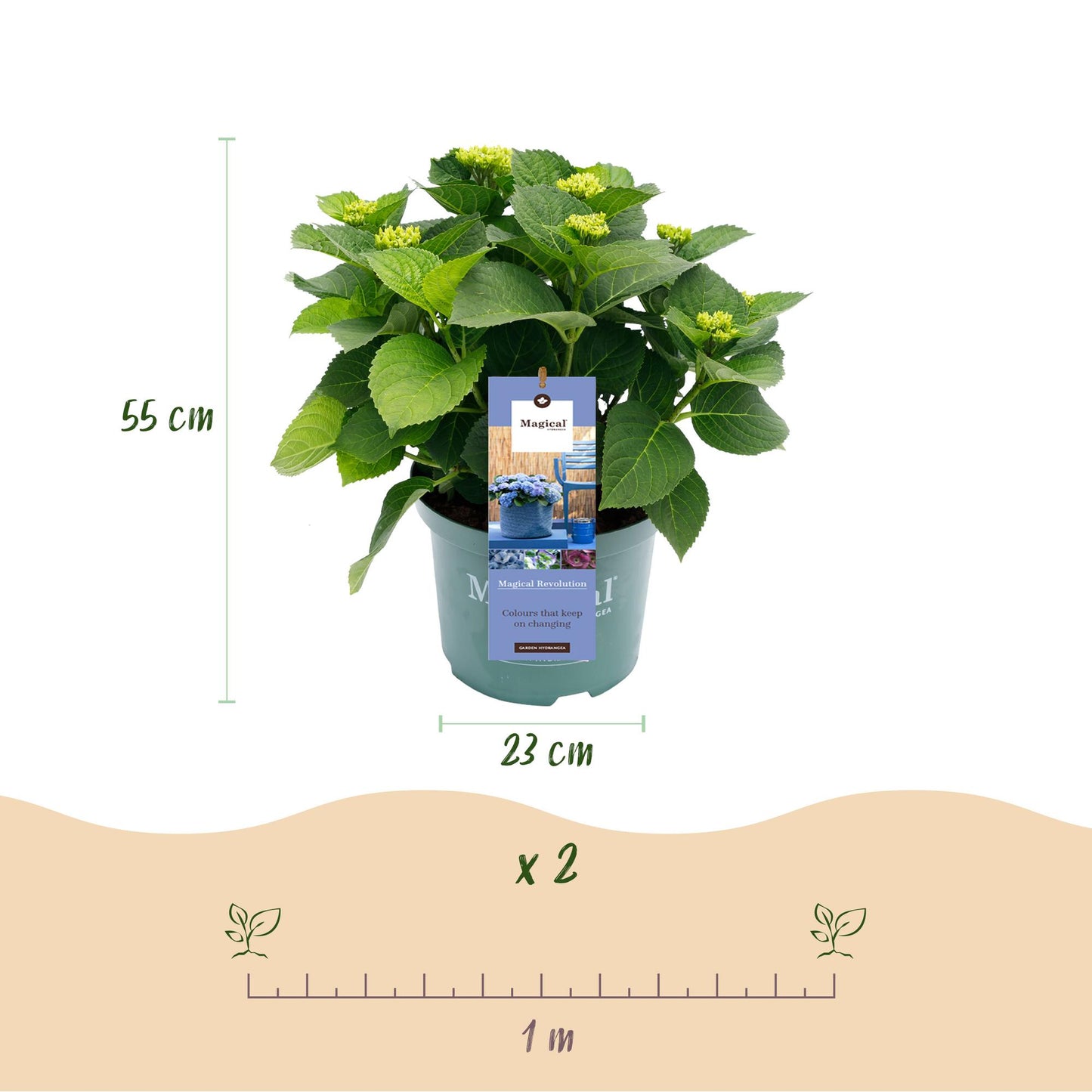 Hortensia Magical Revolution Blue. Schéma montrant un plant en pot, avec une hauteur de 55 cm et un diamètre de pot de 23 cm. Un lot de 2 pl