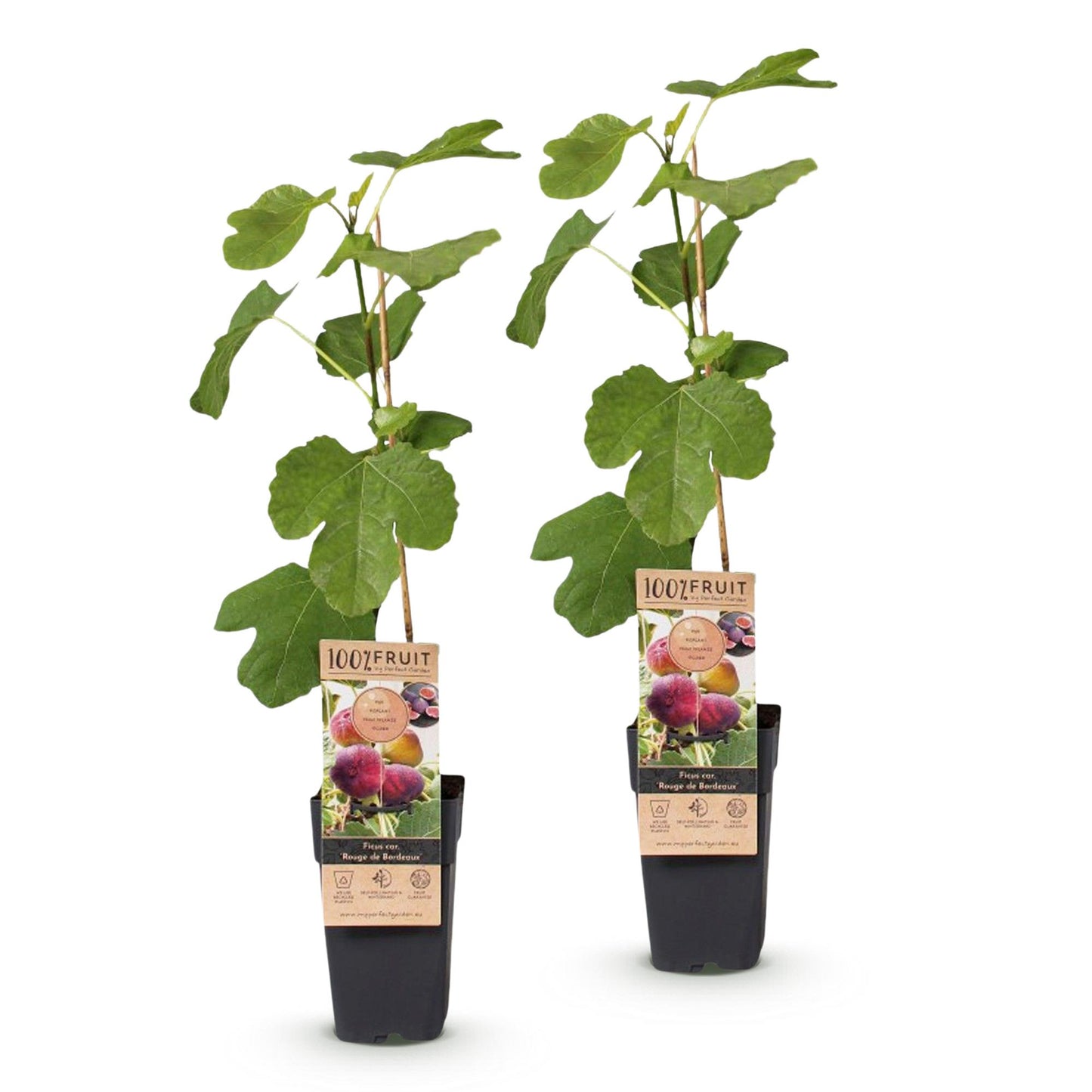 Ficus carica Rouge de Bordeaux, lot de 2 figuiers en pot de 15cm, hauteur 50cm, sur fond blanc.