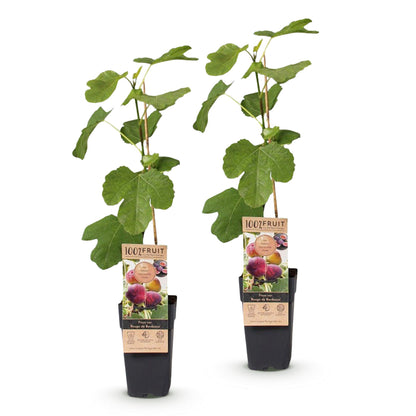Ficus carica Rouge de Bordeaux, lot de 2 figuiers en pot de 15cm, hauteur 50cm, sur fond blanc.
