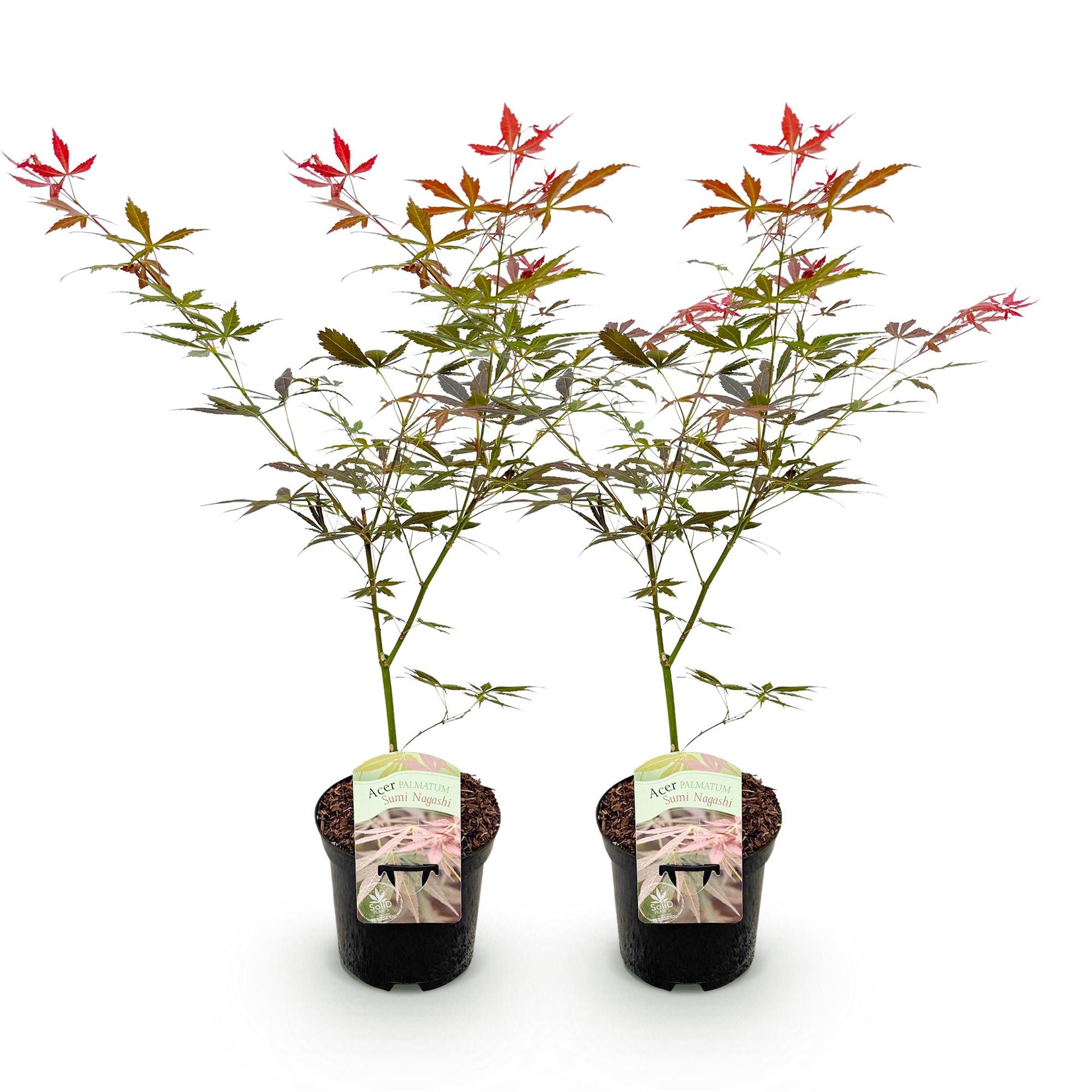 Acer palmatum Sumi-nagashi. Lot de deux érables japonais aux feuilles rouges et vertes, vendus en pots noirs sur fond blanc.