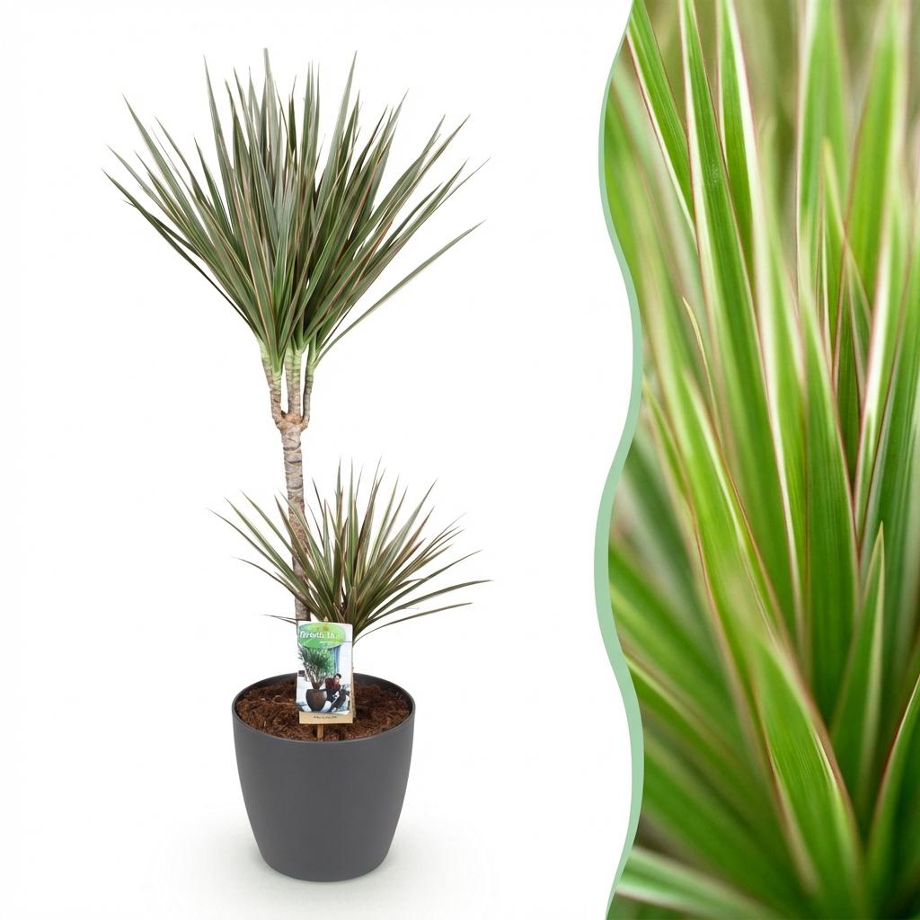 Plantes d'intérieur - Dracaena Marginata Bicolor - Arbre à dragon - Peu d'entretien- Vert - marron - 1 Plante - avec Pot Gris - Pot 21cm - Hauteur 90-100cm