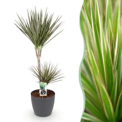 Plantes d'intérieur - Dracaena Marginata Bicolor - Arbre à dragon - Peu d'entretien- Vert - marron - 1 Plante - avec Pot Gris - Pot 21cm - Hauteur 90-100cm
