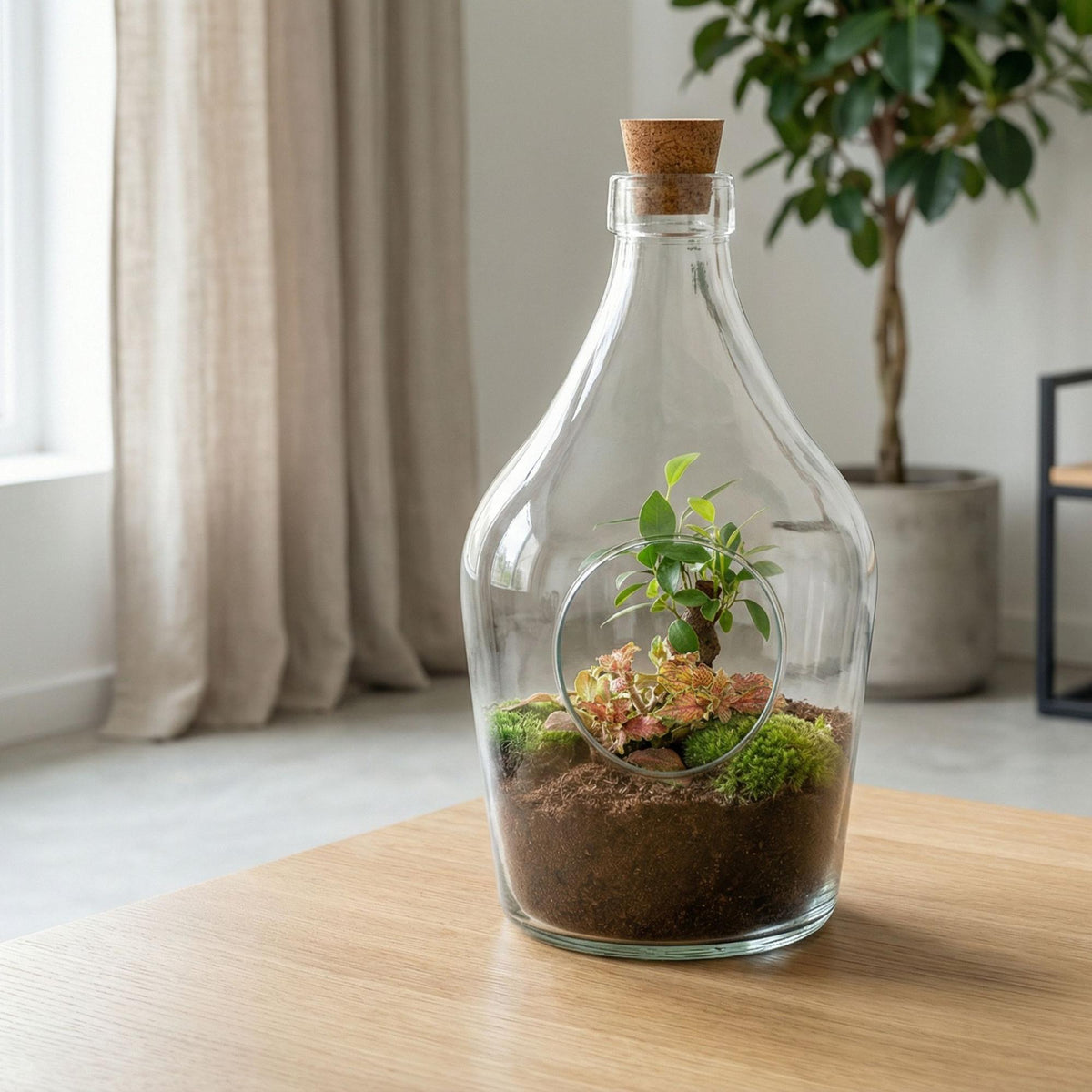 Terrarium ouvert en bouteille 3 L : Bonsaï et Fittonia Ruby Lime