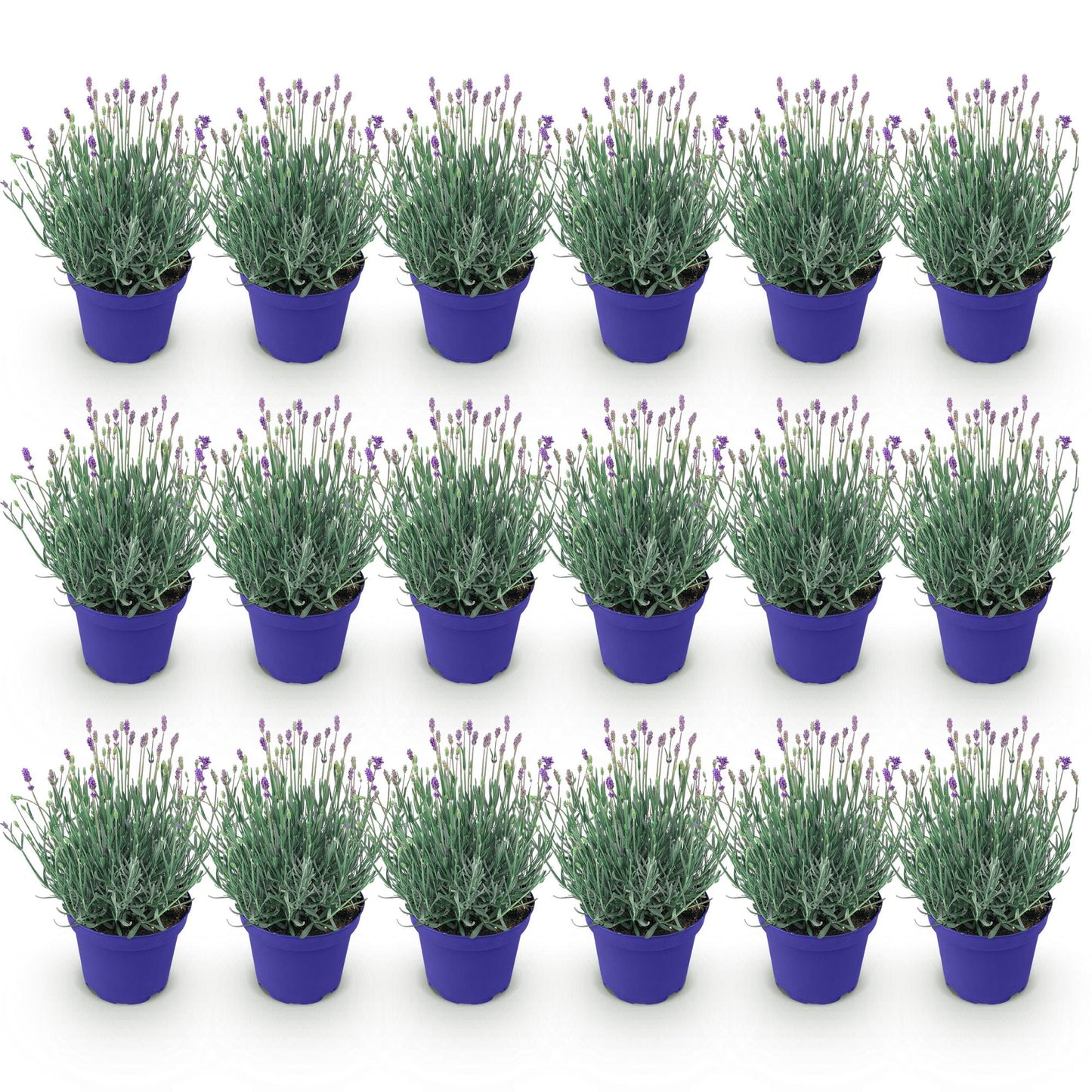 Lavande angustifolia Hidcote en pots bleus, alignés sur fond blanc, montrant un lot de plants prêts à être plantés.