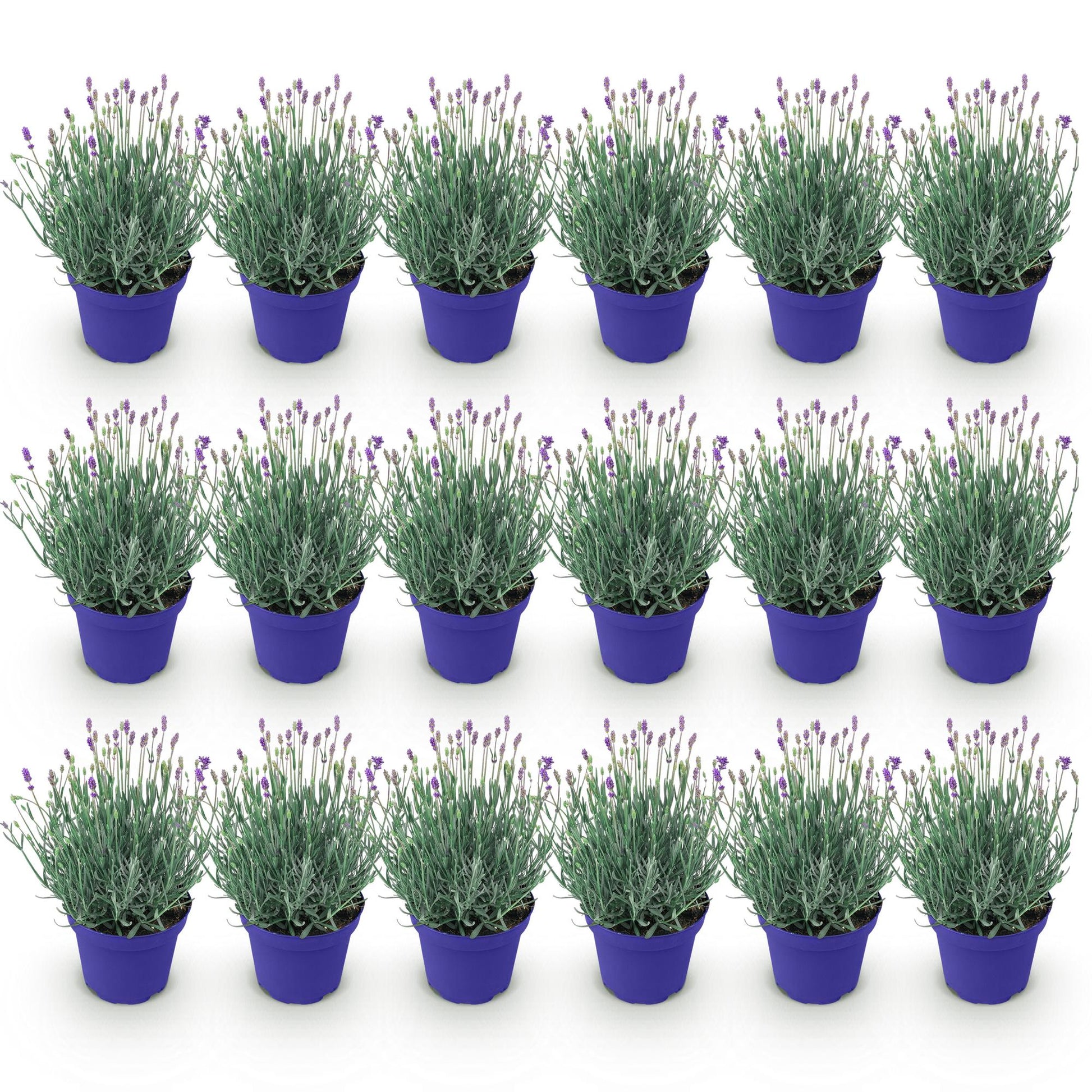 Lavande angustifolia Hidcote en pots bleus, alignés sur fond blanc, montrant un lot de plants prêts à être plantés.