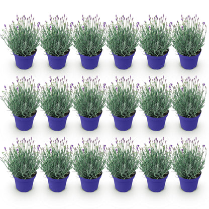 Lavande angustifolia Hidcote en pots bleus, alignés sur fond blanc, montrant un lot de plants prêts à être plantés.