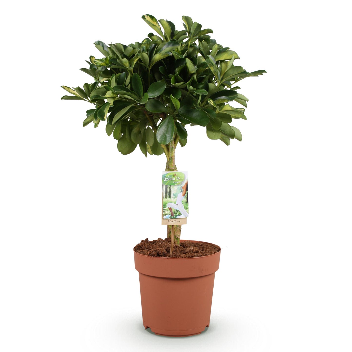 Plantes d'intérieur - Schefflera Gold Capelle - Arbre à doigts - Peu d'entretien - Vert - or - 1 Plante - Pot 21cm - Hauteur 70-81cm