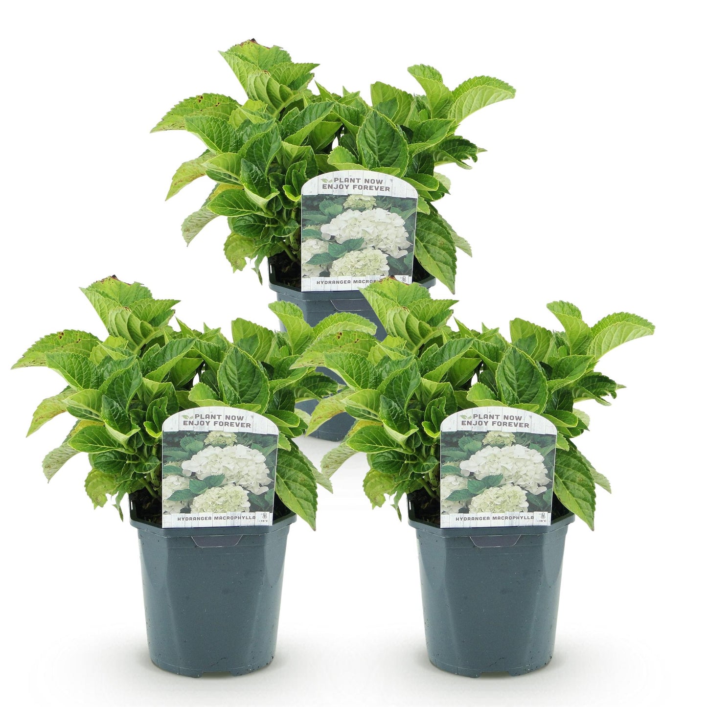 Hortensia de jardin (Hydrangea macrophylla), arbuste fleuri rustique, Pot 17 cm, Hauteur 30 cm