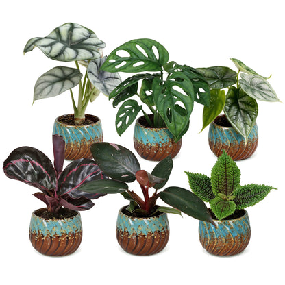 Bébés plantes tropicales en pot de 6 cm, 6 plantes, cache-pot cuivre et turquoise