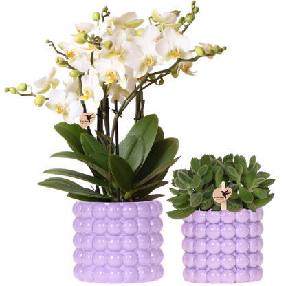 Orchidée Phalaenopsis blanche en pot