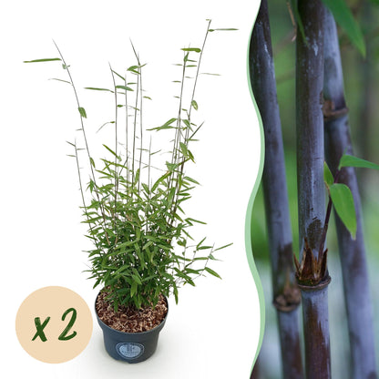 Fargesia nitida Black Dragon, bambou non envahissant, en pot sur fond blanc, avec une pastille indiquant « x2 ».