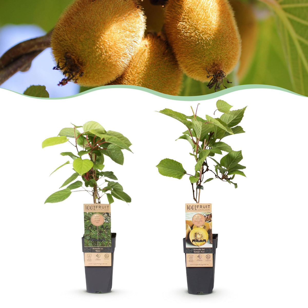 Kiwi Doré en pot 15 cm