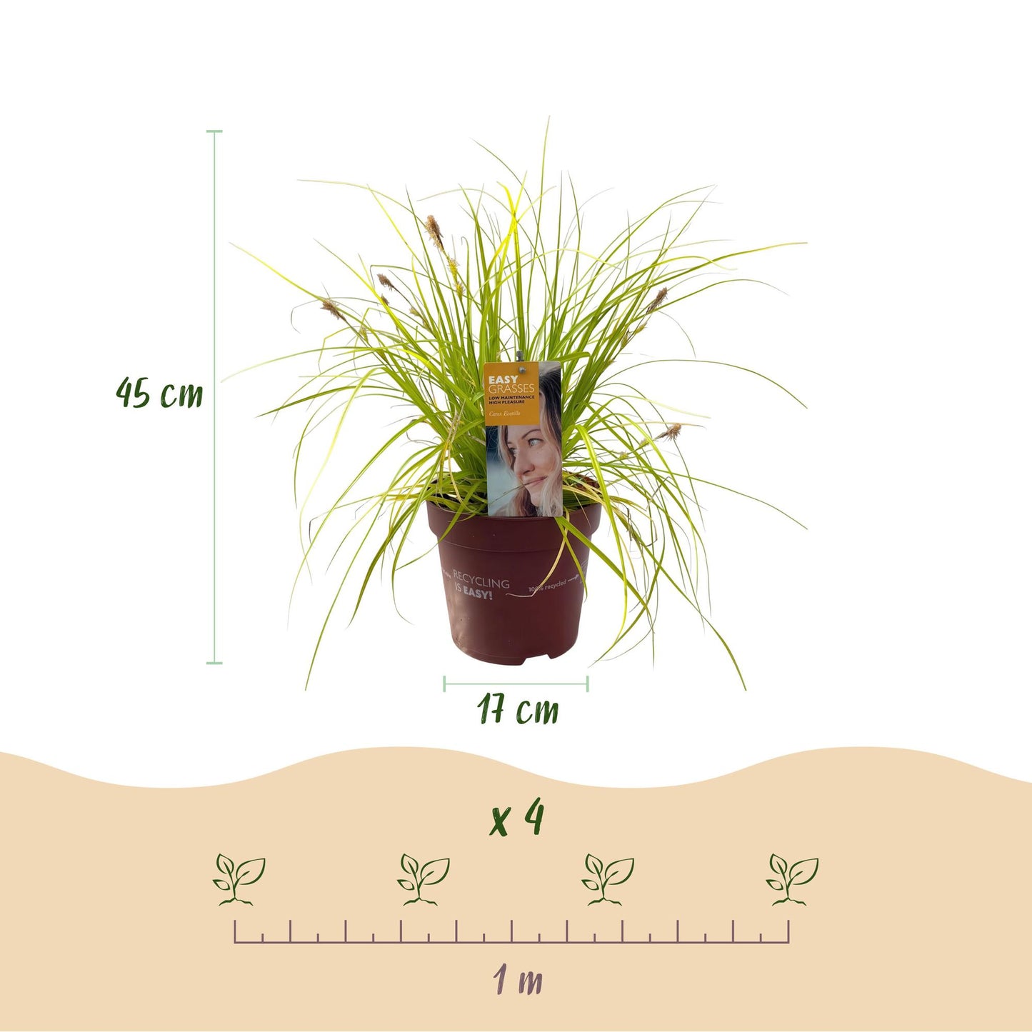 Carex oshimensis Everillo. Infographie : un plant en pot de 17 cm de diamètre et 45 cm de haut, avec un espacement de plantation de 1 mètre 