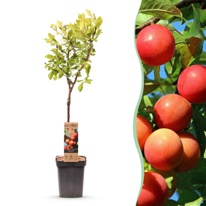 Prunier 'Victoria' en pot avec son étiquette, à côté d'un gros plan de ses prunes rose-orange mûres sur l'arbre.
