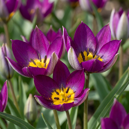 Plusieurs fleurs de Tulipe 'Persian Pearl' aux pétales violets et au cœur jaune éclatant en plein épanouissement.