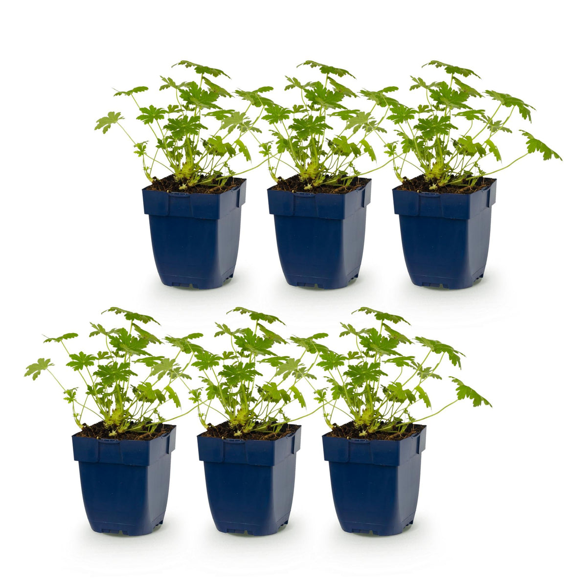 Géranium 'Ingwersen's Variety' - lot de 6 plants en pot de 11 cm