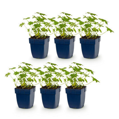 Géranium 'Ingwersen's Variety' - lot de 6 plants en pot de 11 cm