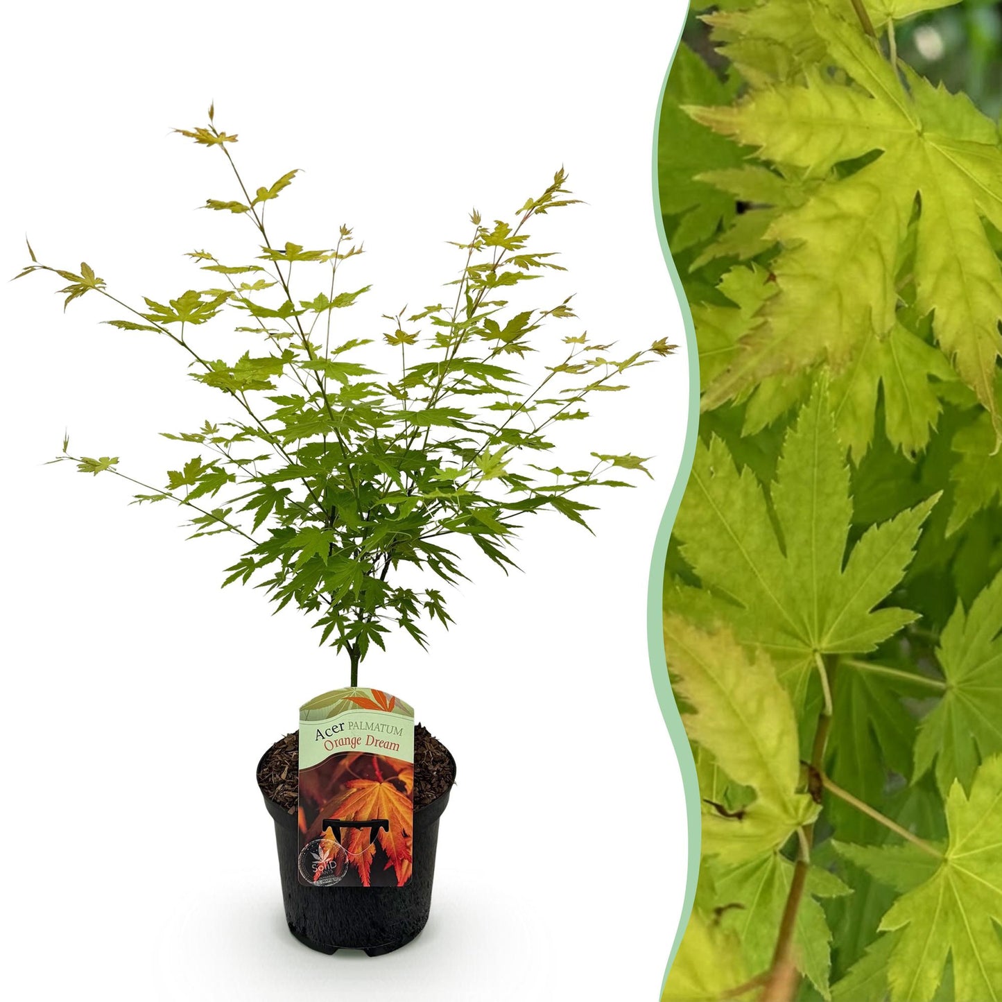 Érable japonais Acer palmatum Orange Dream : plant en pot à gauche, et gros plan de son feuillage vert clair à droite.