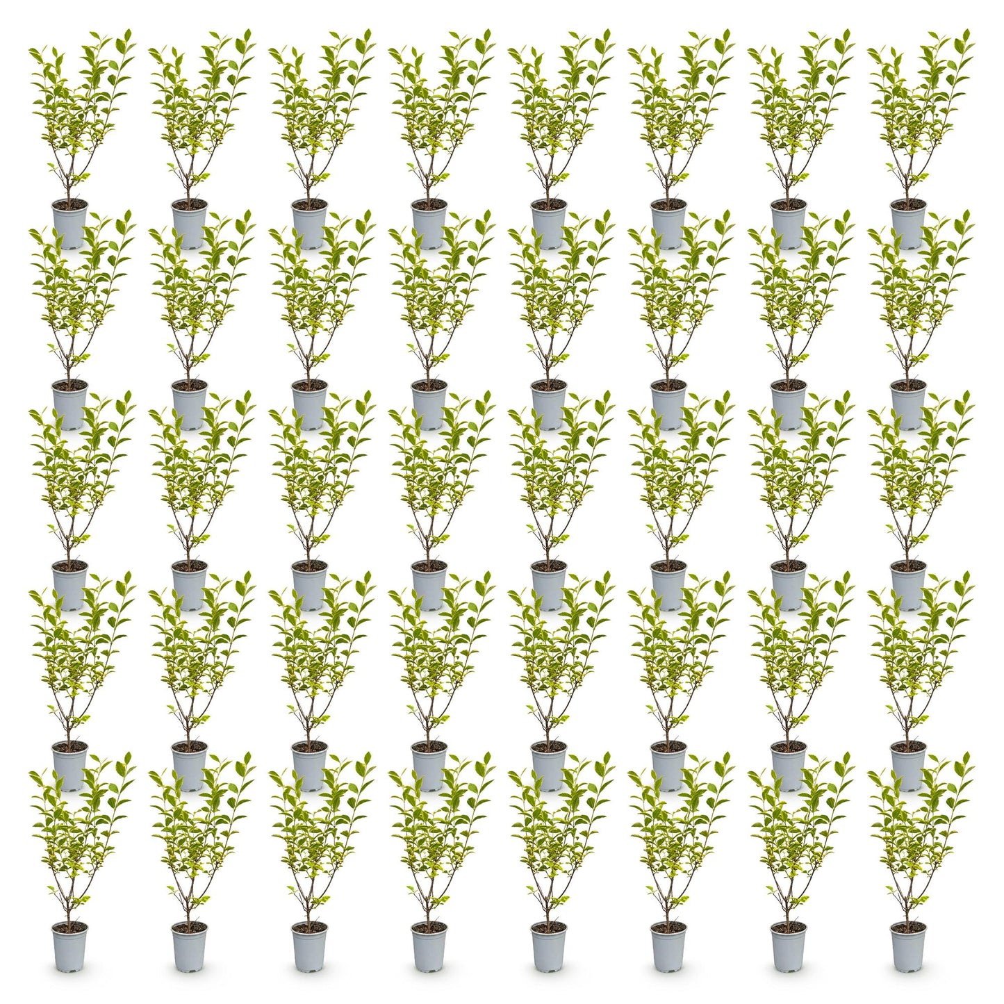 Ligustrum ovalifolium Aureum - Troène à feuillage panaché. Lot de 48 plants en pot alignés sur fond blanc.