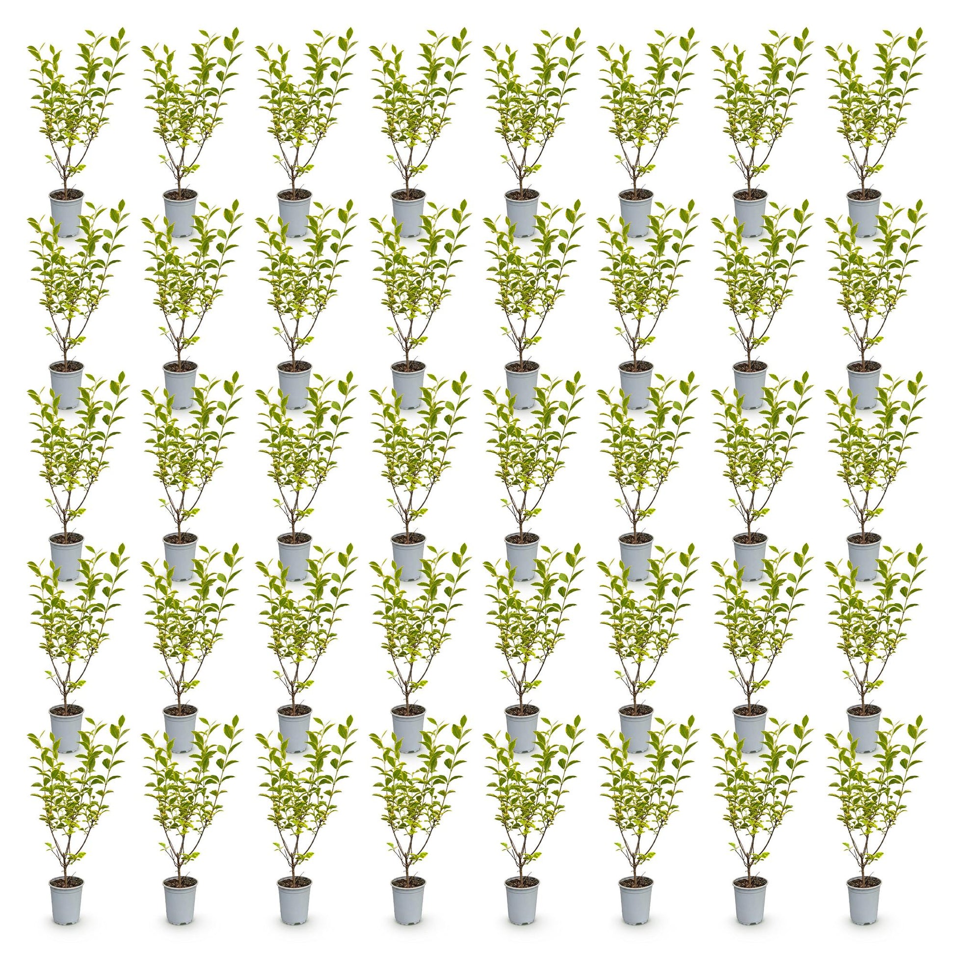 Ligustrum ovalifolium Aureum - Troène à feuillage panaché. Lot de 48 plants en pot alignés sur fond blanc.