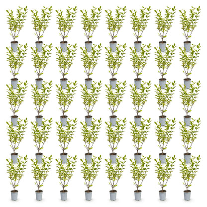 Ligustrum ovalifolium Aureum - Troène à feuillage panaché. Lot de 48 plants en pot alignés sur fond blanc.