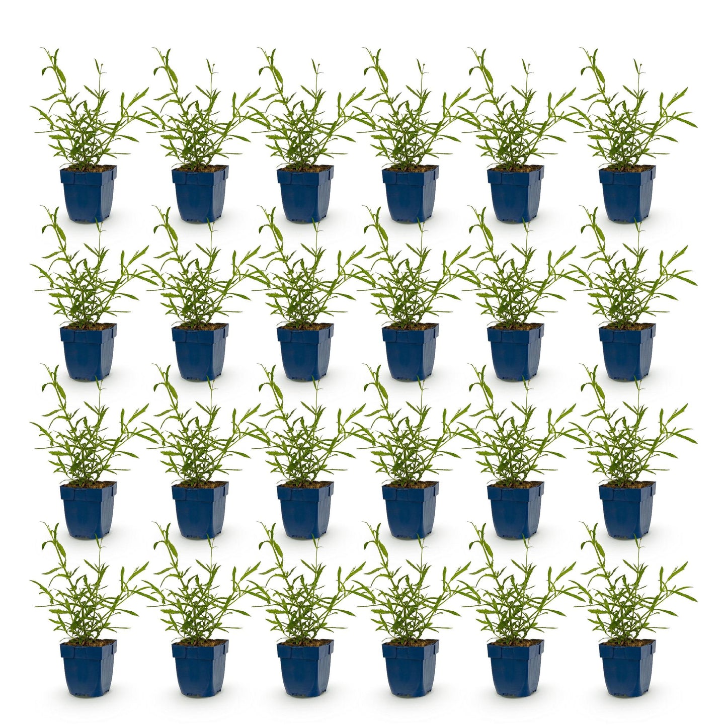 Verveine de Buenos Aires 'Lollipop' en lot de 28 plants, vivaces et de jeunes pousses vertes en pots bleus, sur fond blanc.