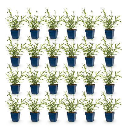 Verveine de Buenos Aires 'Lollipop' en lot de 28 plants, vivaces et de jeunes pousses vertes en pots bleus, sur fond blanc.