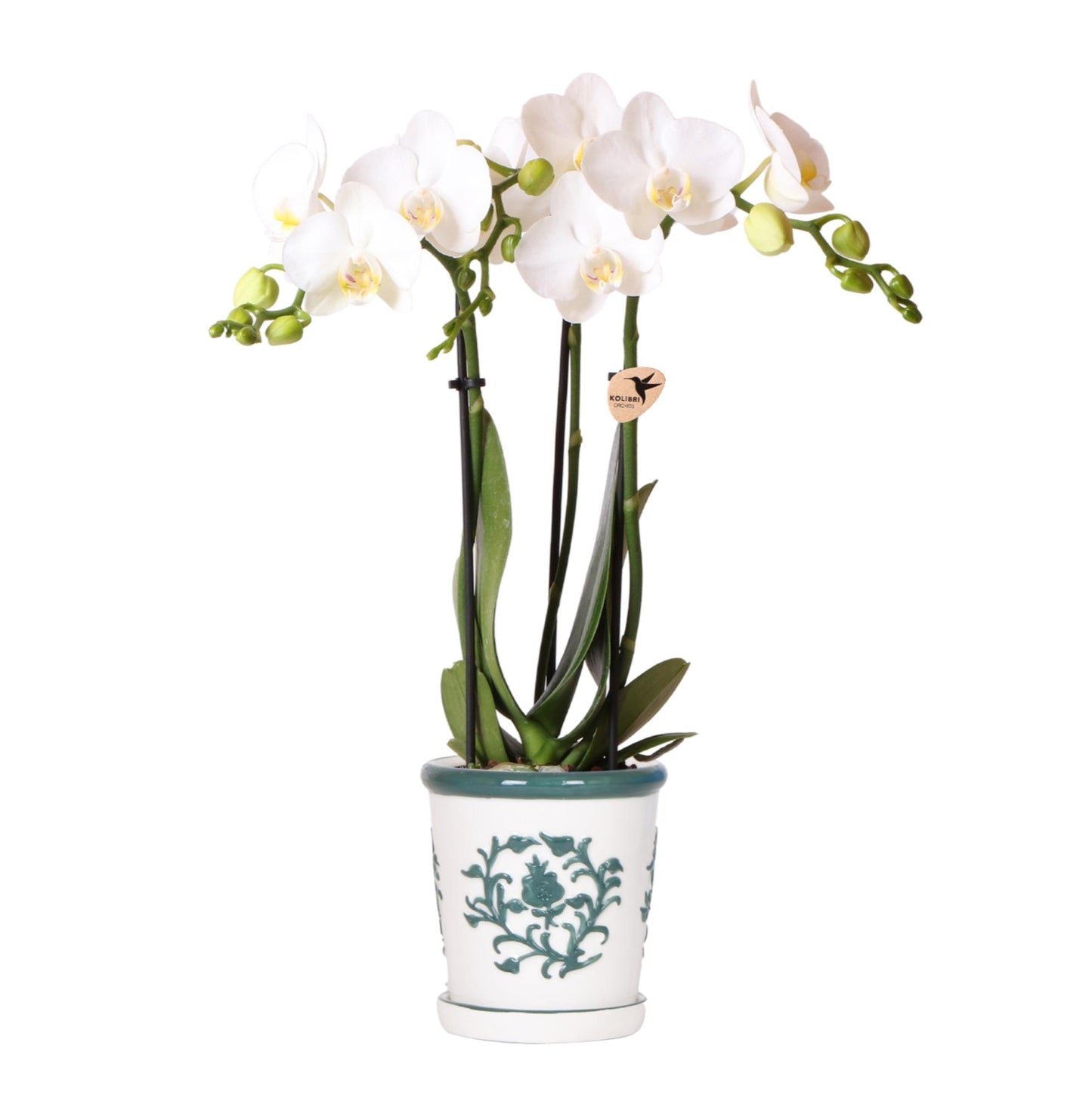 Orchidée Phalaenopsis blanche avec cache-pot Malaga vert