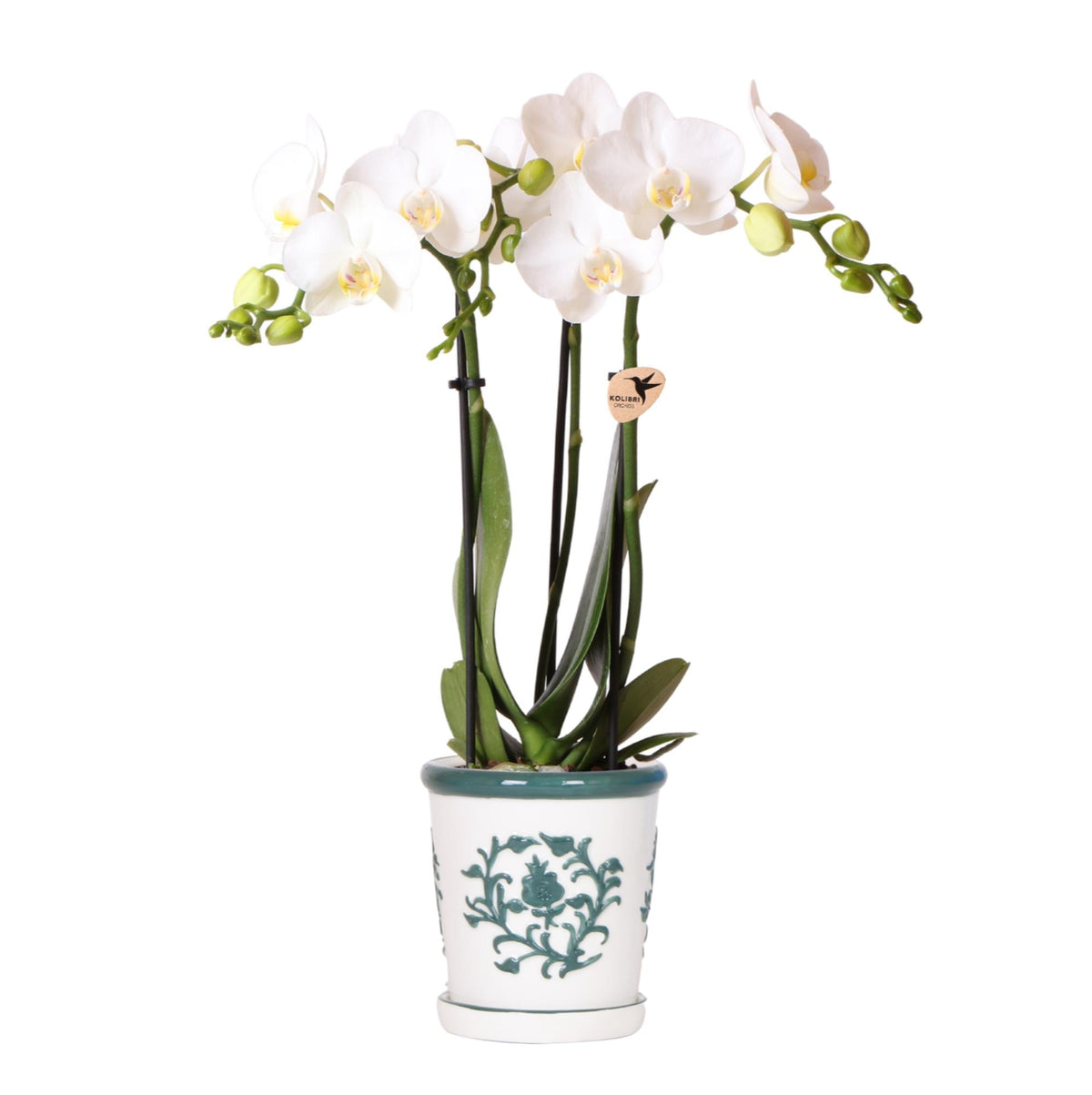 Orchidée Phalaenopsis blanche avec cache-pot Malaga vert