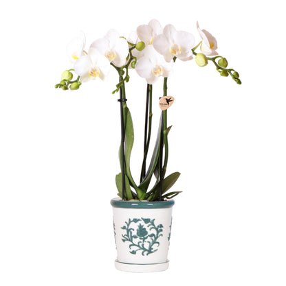 Orchidée Phalaenopsis blanche avec cache-pot Malaga vert
