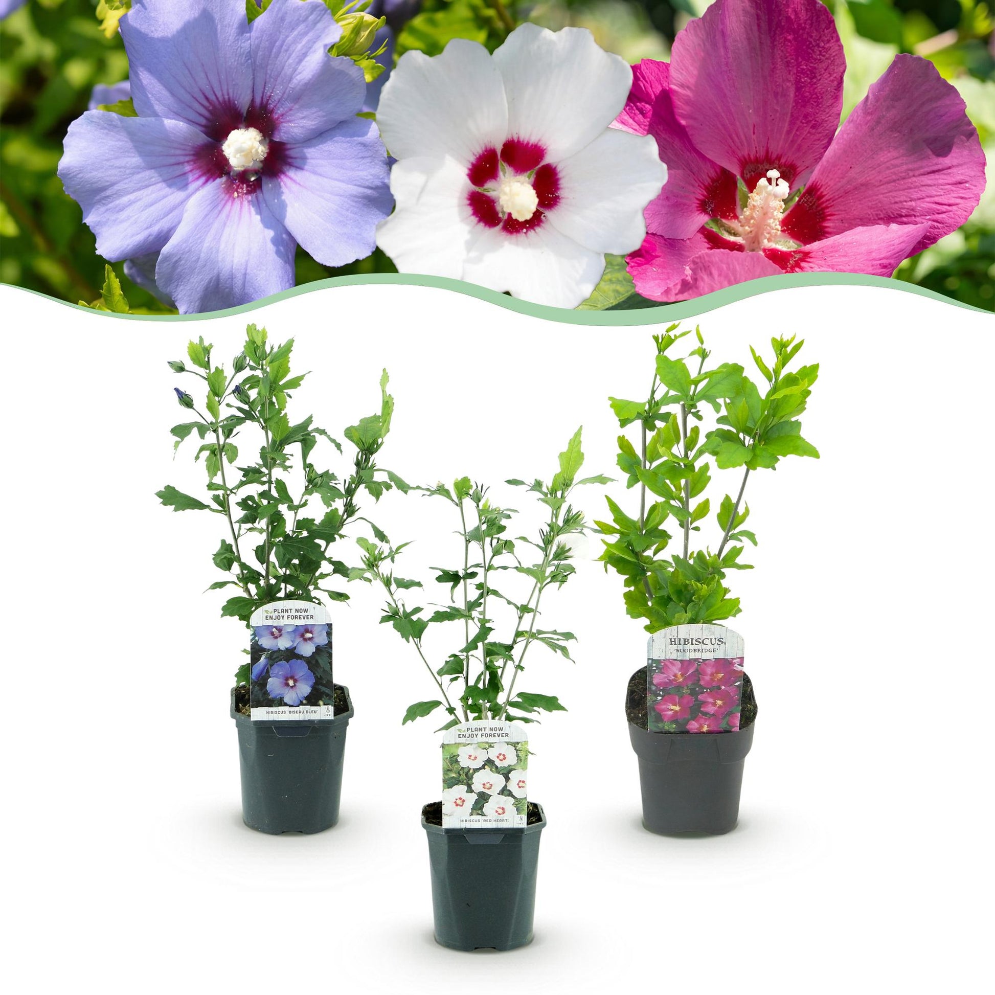Hibiscus syriacus Tricolour : 3 plants en pot de 17 cm avec des fleurs de différentes couleurs (roses, blanches, bleues) en arrière-plan.