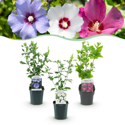 Hibiscus syriacus Tricolour : 3 plants en pot de 17 cm avec des fleurs de différentes couleurs (roses, blanches, bleues) en arrière-plan.