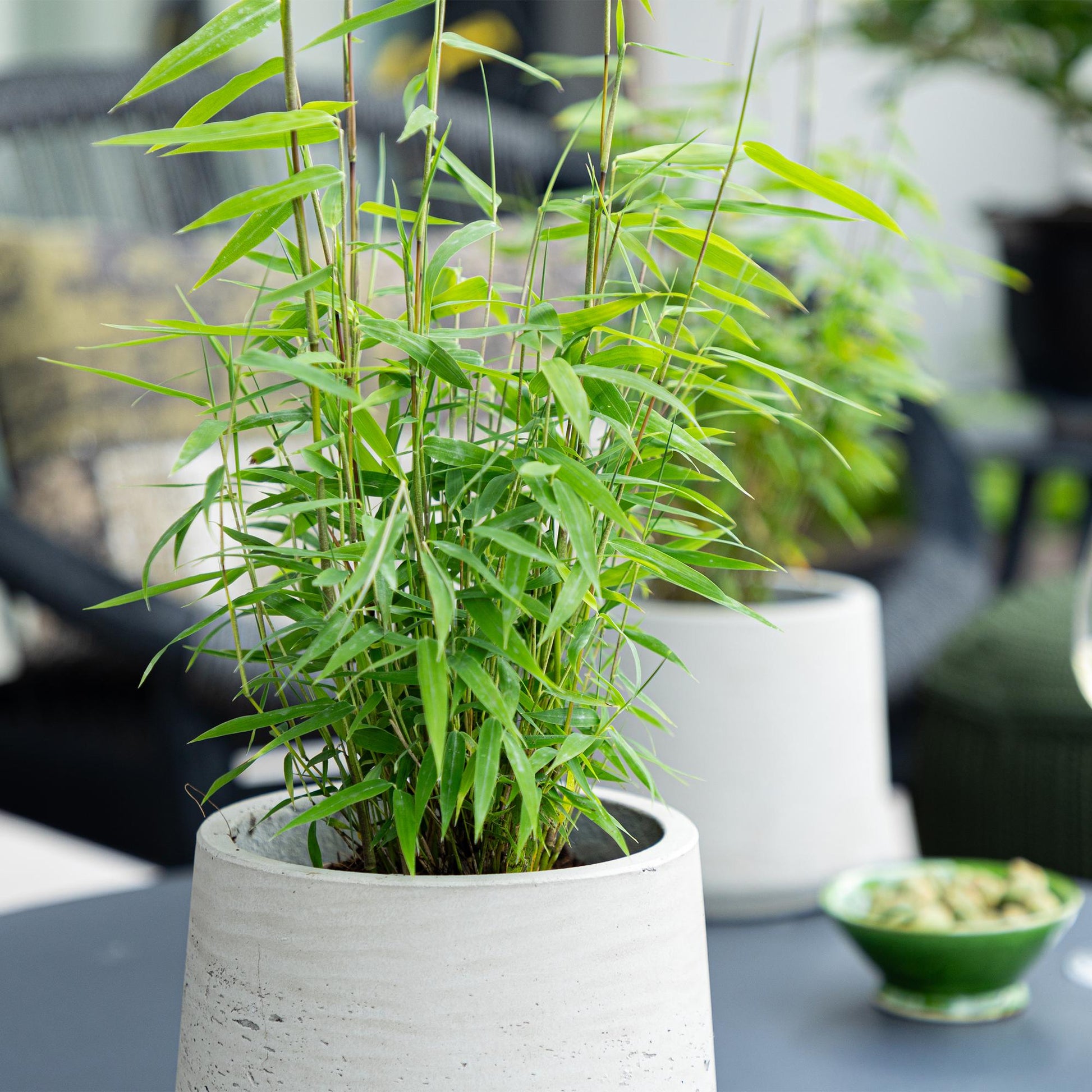 Bambou Fargesia Blue Dragon en pot, feuillage vert et tiges fines, posé sur une table de jardin avec un autre plant en arrière-plan.