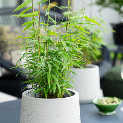 Bambou Fargesia Blue Dragon en pot, feuillage vert et tiges fines, posé sur une table de jardin avec un autre plant en arrière-plan.