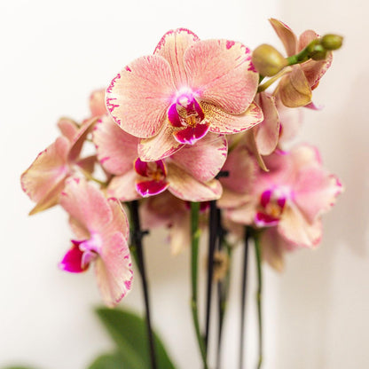 Coffret surprise de 4 orchidées Phalaenopsis - Pot 12 cm