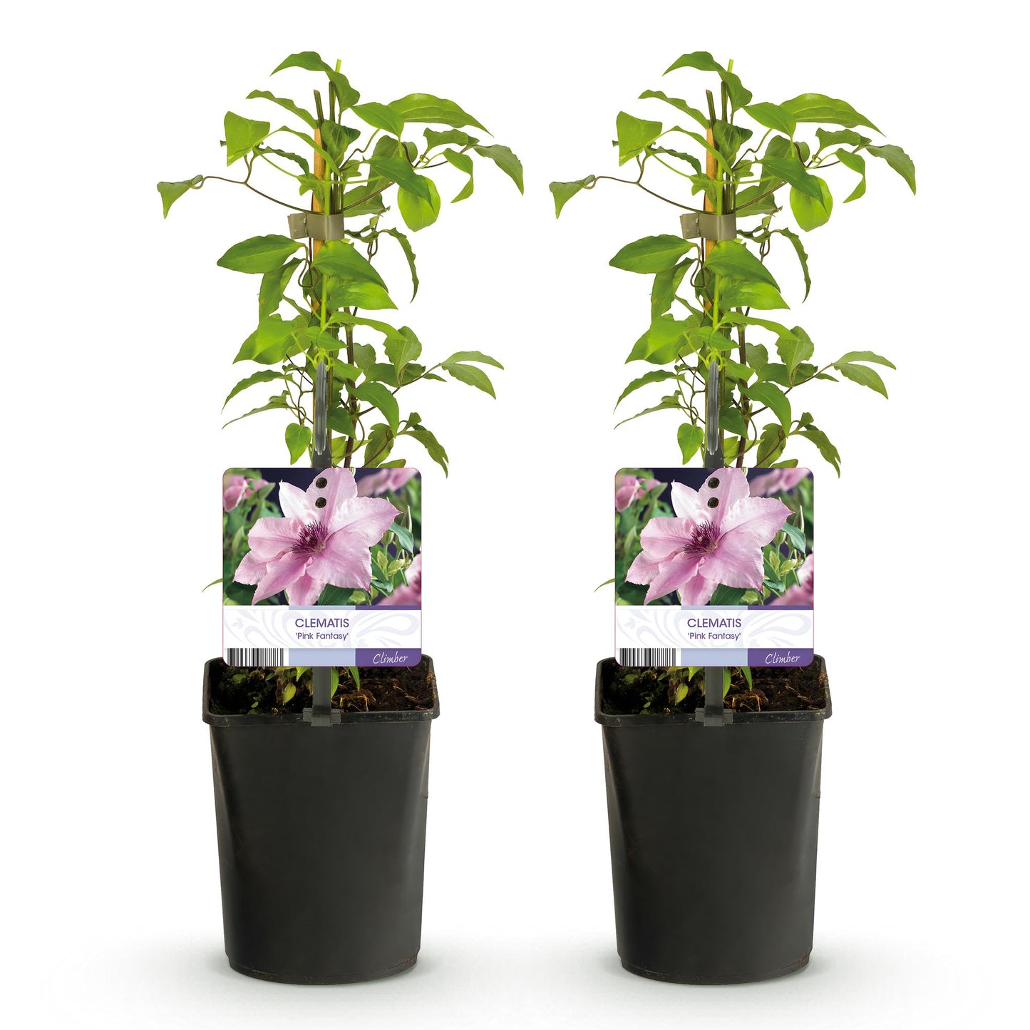 Clématite 'Pink Fantasy', lot de 2 plants de 40 cm de hauteur en pot de 11 cm sur fond blanc, avec des fleurs roses.