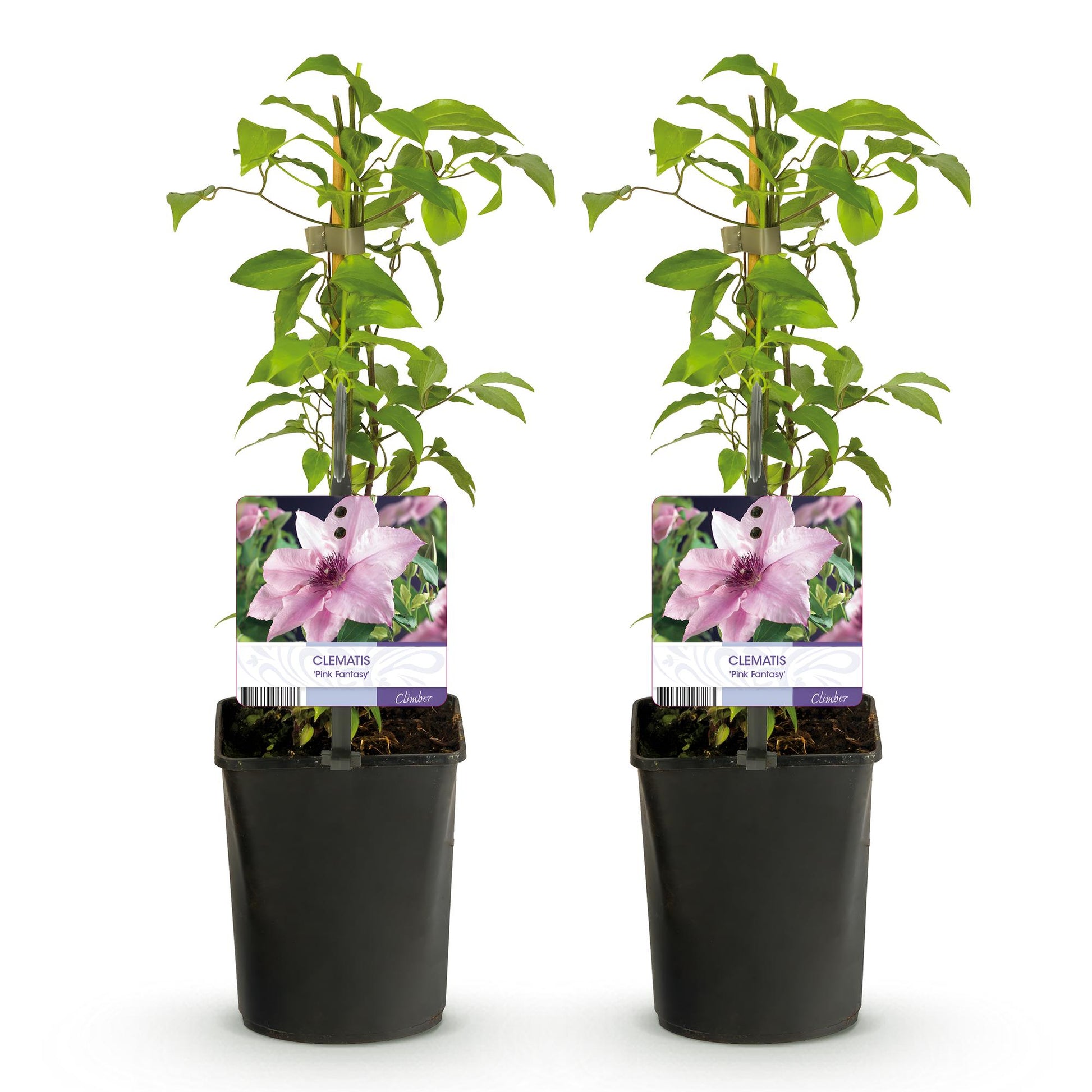 Clématite 'Pink Fantasy', lot de 2 plants de 40 cm de hauteur en pot de 11 cm sur fond blanc, avec des fleurs roses.