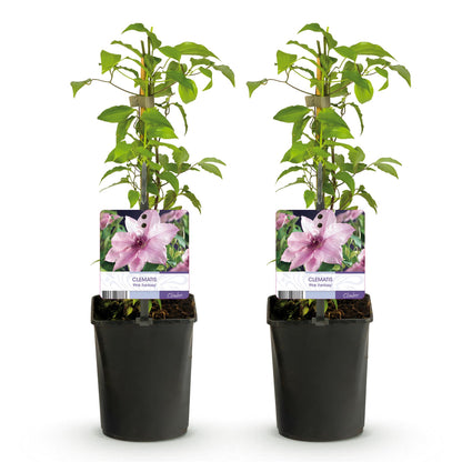 Clématite 'Pink Fantasy', lot de 2 plants de 40 cm de hauteur en pot de 11 cm sur fond blanc, avec des fleurs roses.