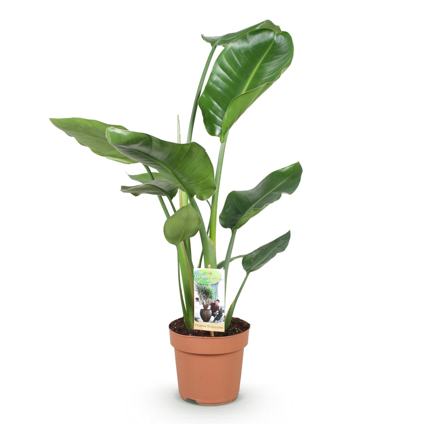 Plantes d'intérieur - Stelitzia Nicolai - Fleur de paradis - Peu d'entretien - Vert - 1 Plante - Pot 17cm - Hauteur 70-90cm