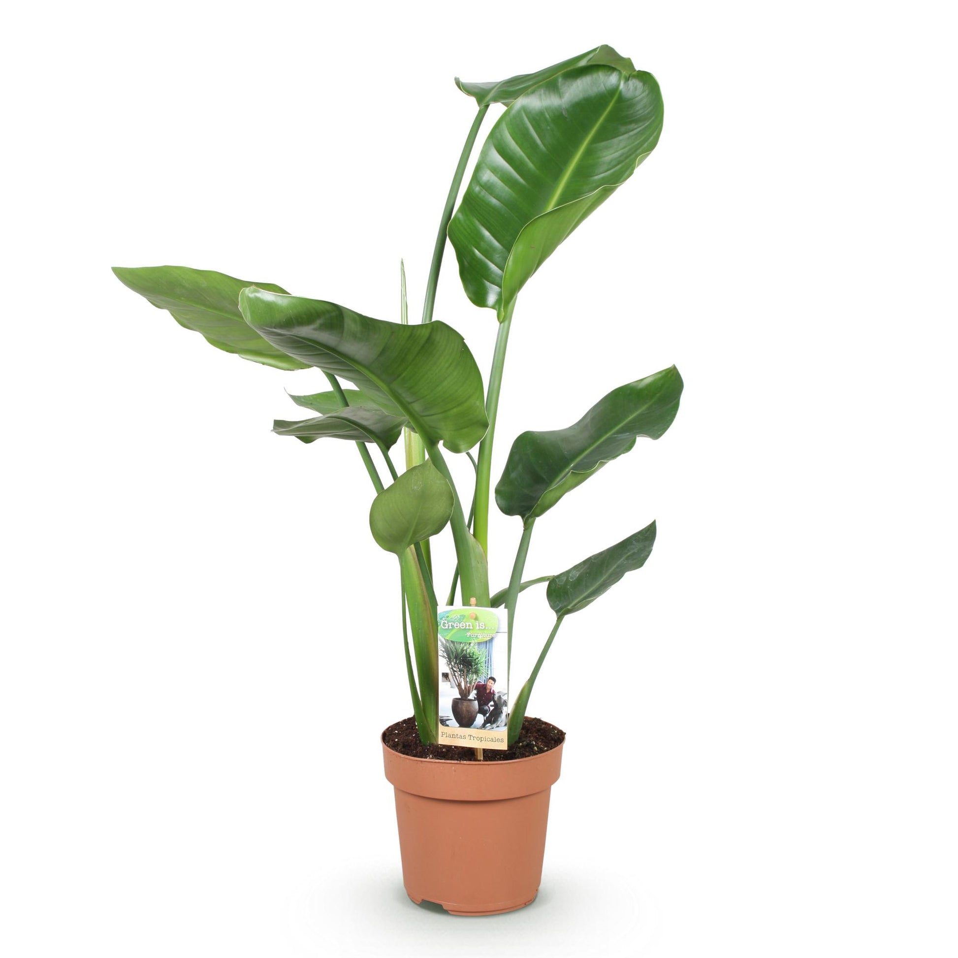 Plantes d'intérieur - Stelitzia Nicolai - Fleur de paradis - Peu d'entretien - Vert - 1 Plante - Pot 17cm - Hauteur 70-90cm