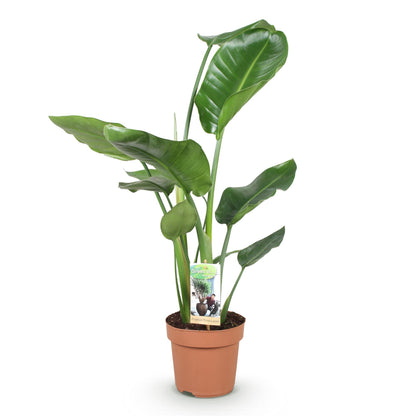 Plantes d'intérieur - Stelitzia Nicolai - Fleur de paradis - Peu d'entretien - Vert - 1 Plante - Pot 17cm - Hauteur 70-90cm