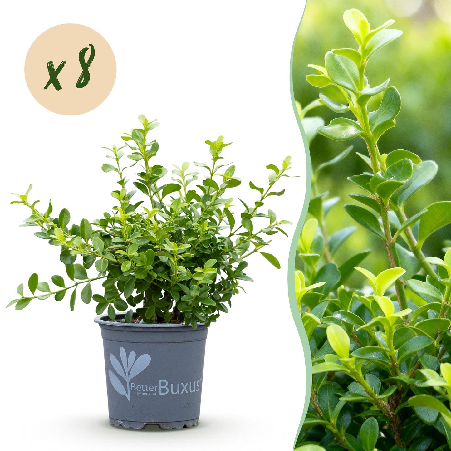 Buxus Babylon Beauty en pot sur fond blanc avec une bulle 'x8', et une image gros plan du feuillage vert vif.