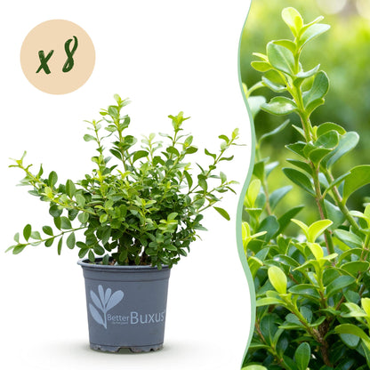 Buxus Babylon Beauty en pot sur fond blanc avec une bulle 'x8', et une image gros plan du feuillage vert vif.