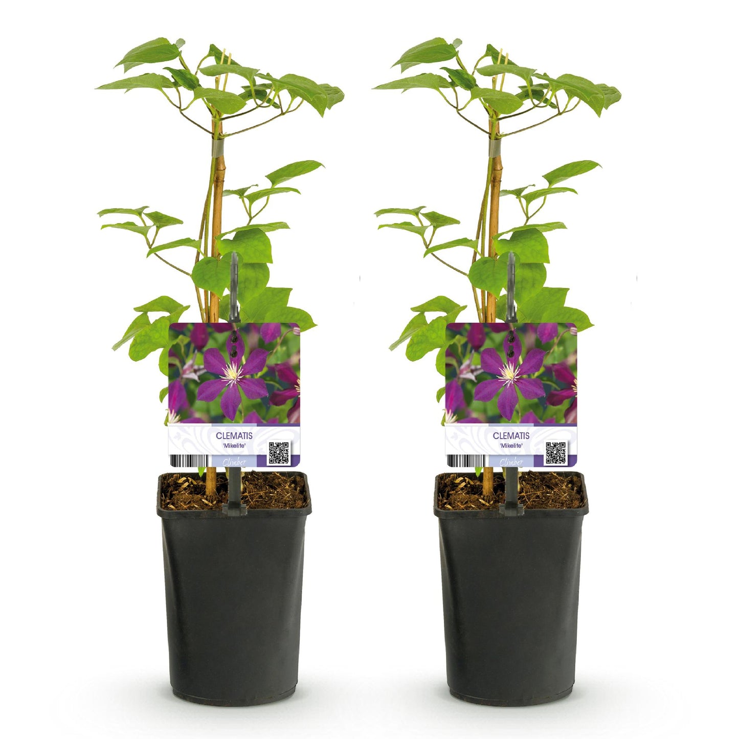 Clématite Mikelite : lot de deux jeunes plants grimpants en pots noirs, avec des étiquettes montrant ses fleurs violettes sur fond blanc uni