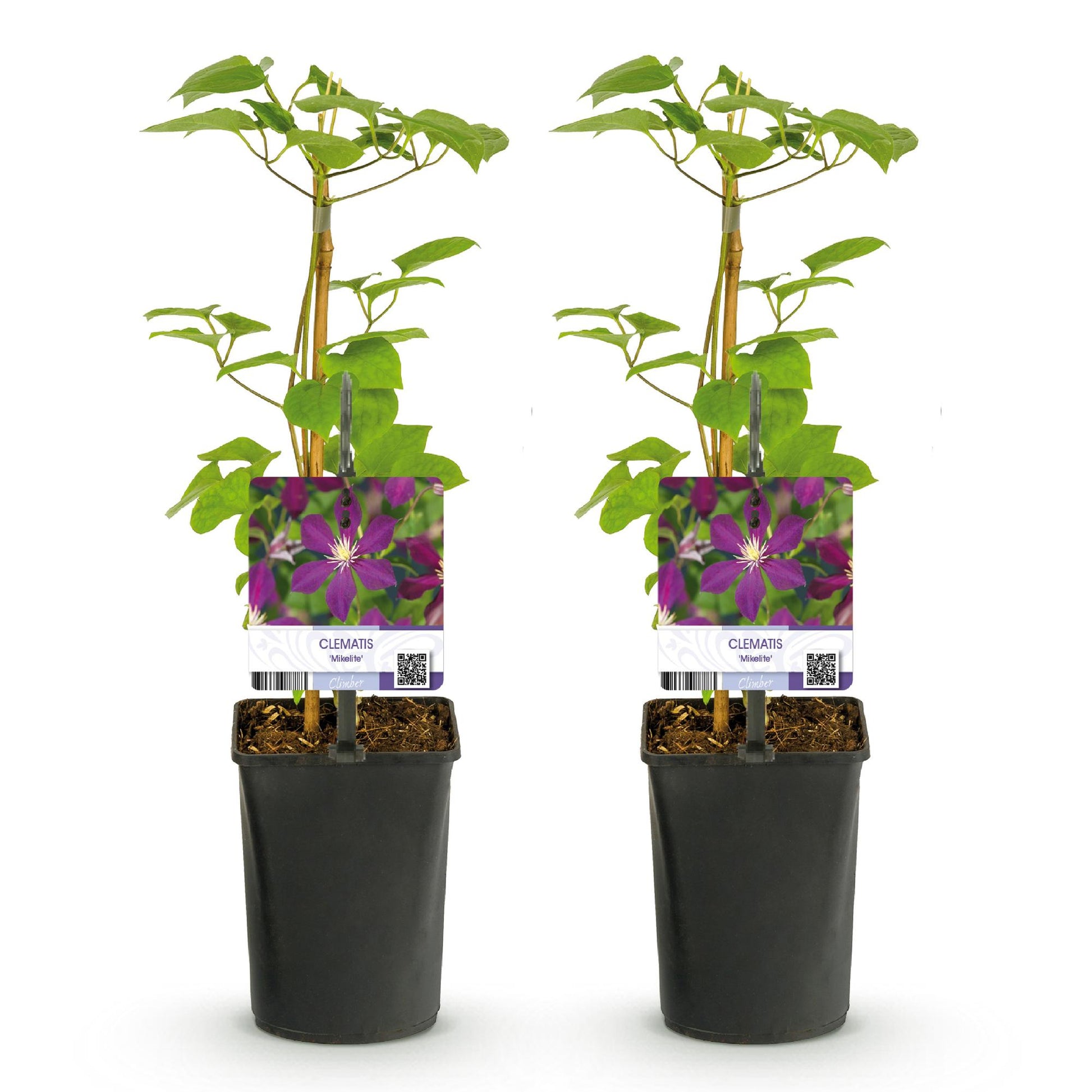 Clématite Mikelite : lot de deux jeunes plants grimpants en pots noirs, avec des étiquettes montrant ses fleurs violettes sur fond blanc uni