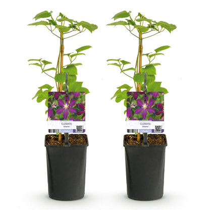Clématite Mikelite : lot de deux jeunes plants grimpants en pots noirs, avec des étiquettes montrant ses fleurs violettes sur fond blanc uni