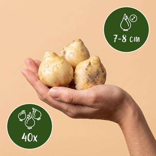 Bulbes de Jacinthe des bois tenus dans une main, calibre 7-8 cm, lot de 40 bulbes.