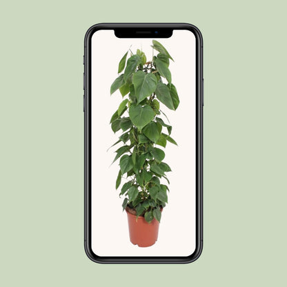 Le Philodendron scandens en pot de 24 cm présenté sur un écran de téléphone