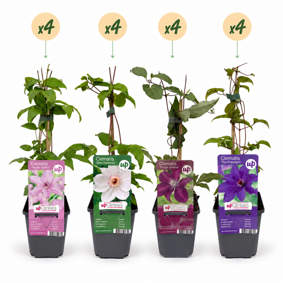 Clématite Rainbow en mélange de couleurs - lot de 16 plants, pot Ø9 cm